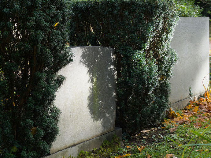 2025-11-02 14-12-09 E-M5MarkII 44216 - Köln Melaten