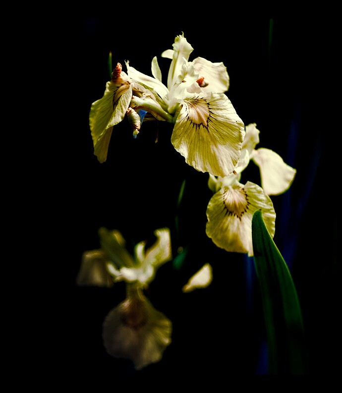 2505_Mai_am_Uemminger_0054