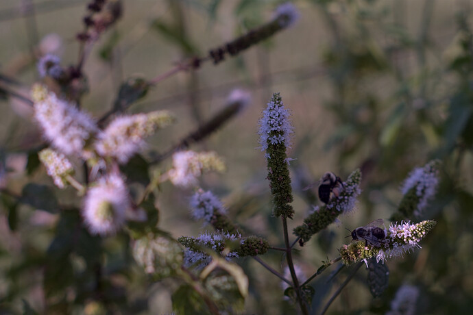 DSCF9659_gimp_gmic_edit