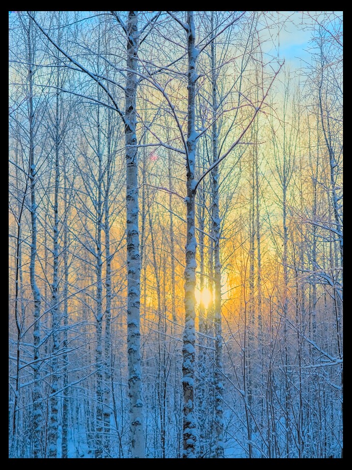 Birches on Christmas morning_PC250107