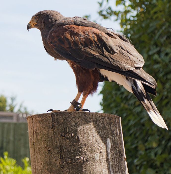 IMG_1258 harris hawk