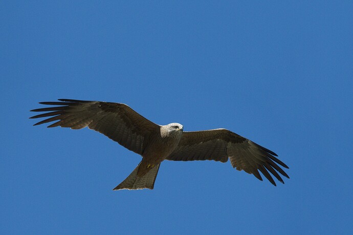 _DSC9059-art-gimp-gmic