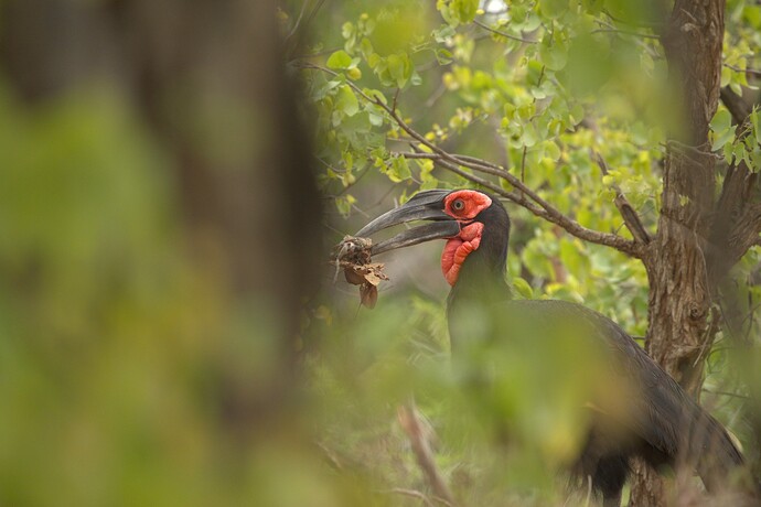 DSC05296 jpg copy of the RAW file