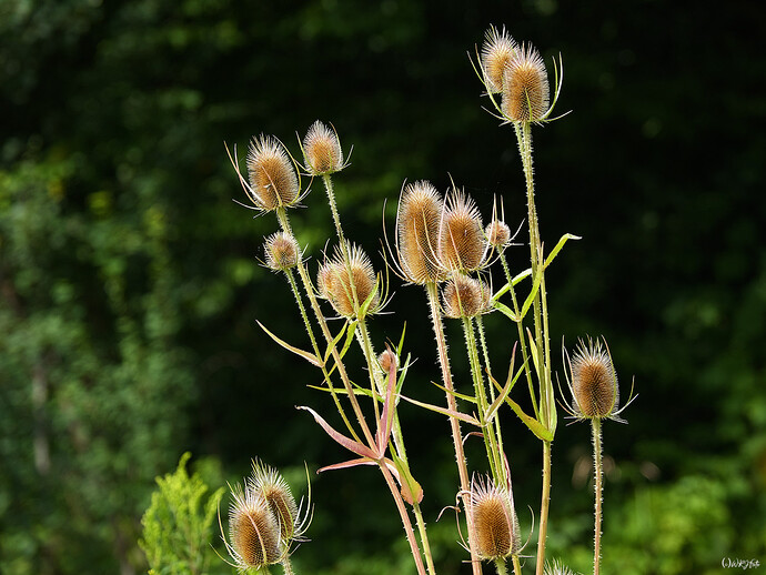 2507_Uemminger See_0023_03