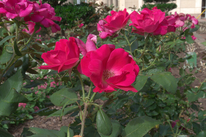 _DSC8850-GradualChromaDampeningLchBasedGamutMapperCIELCh_uv-shoulder-90