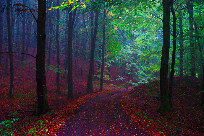 Morgan_Hardwood-2016-10-16_soderasen_12