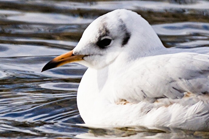 local-contrast-module-DSC09102-dos