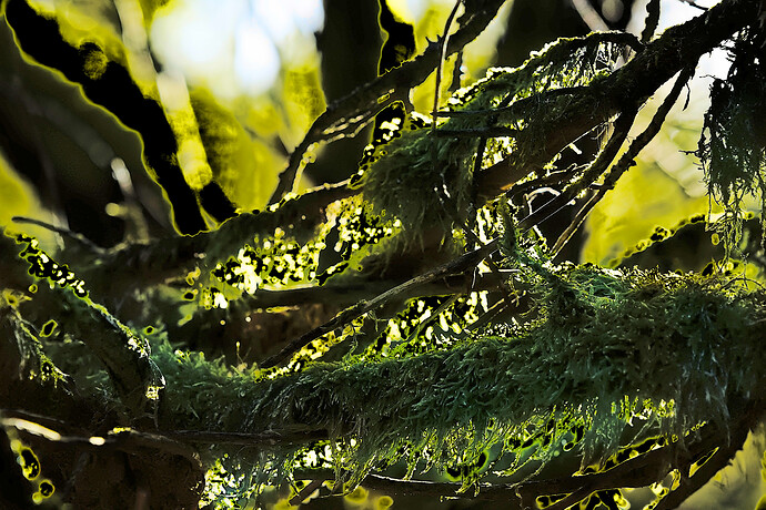 AWP07087-RawTherapee and GIMP1a (1)