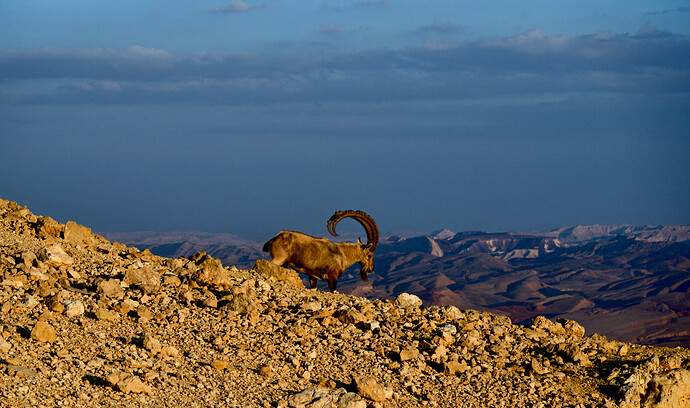 nubian-ibex-walking-down-the-hill