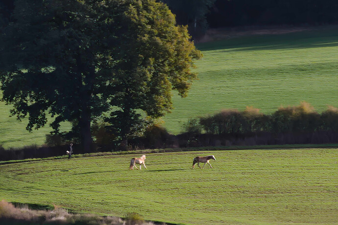 251018_094402_DSC05235 RawTherapee and GIMP 3 crop1 (Jpegli)