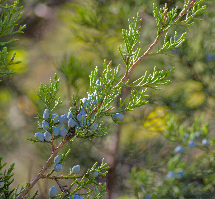 PA310016_10.ORF.xmp
