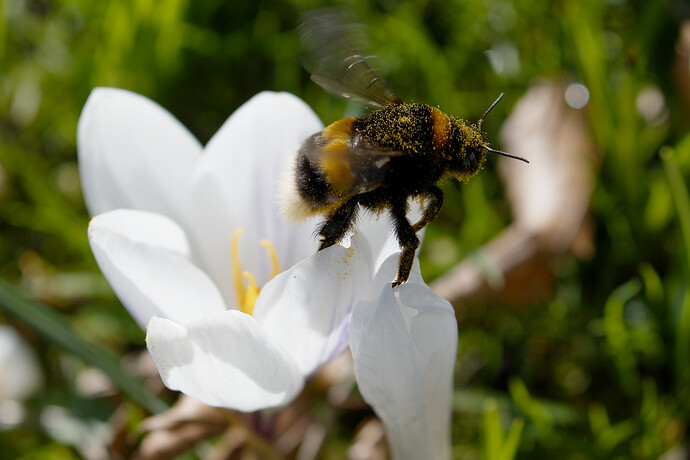 20260315-122116-DSC_1104-0.NEF