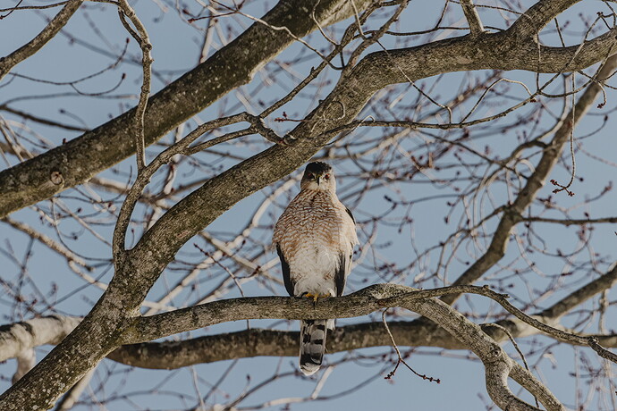 Blue Background - Bird - IMG_5406-2026.02.08