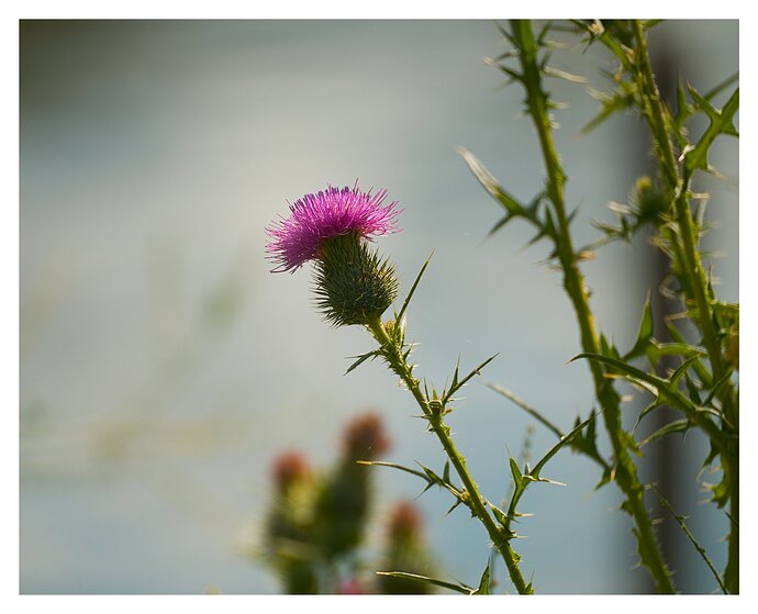 2607_Sommer am Ümminger See_119_01