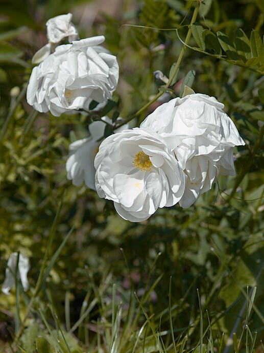 P1010645