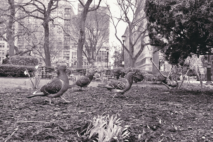 gray_film_simulation