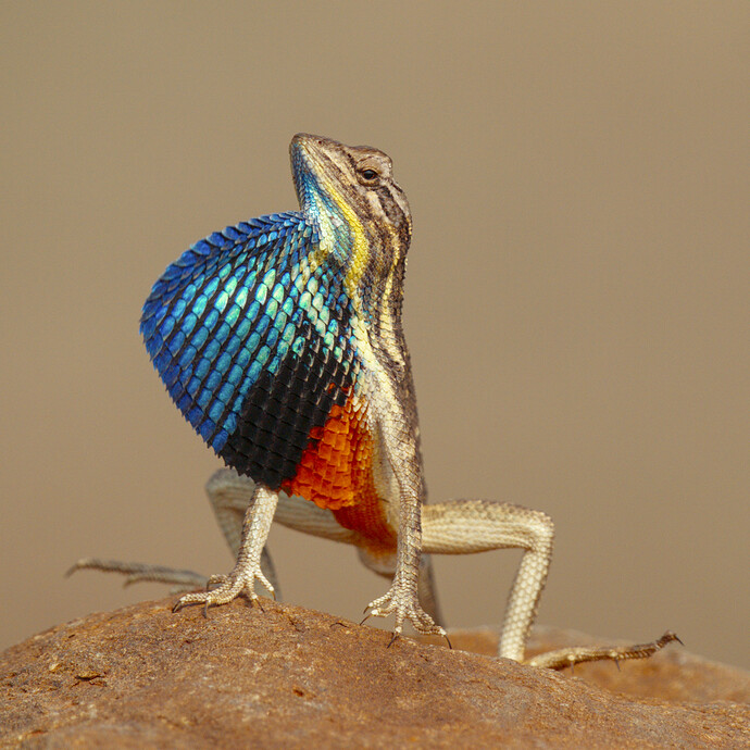 lizard-DSC09286_02