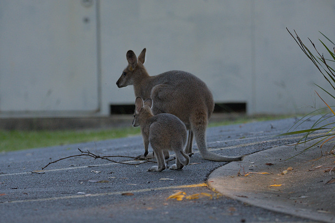 2021-04-21_16-31-10.29_DSC9102