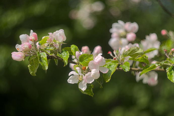 Picknick på vår bröllopsdag-0003