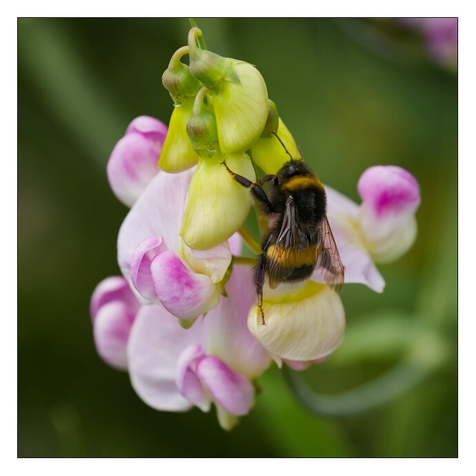 2507_SommerimGarten_0069_2