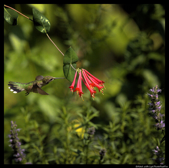 Hummingbird_HDBB