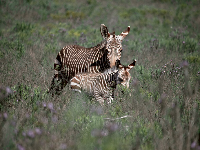 P1110374_art_gimp_gmic_edit