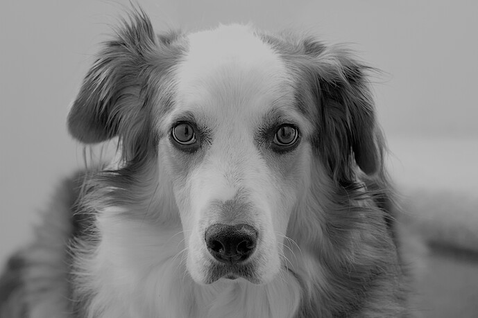 dodoite-20131024-2673_03