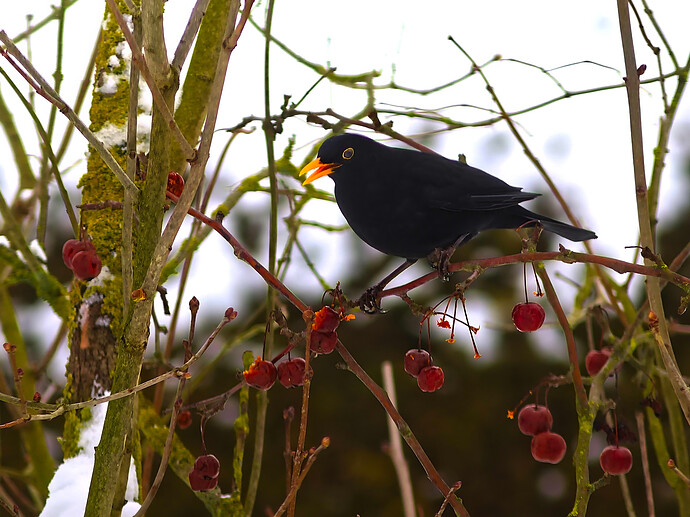 260127_110912_DSC08407 ART and GIMP (1)