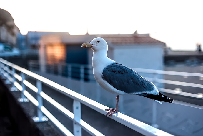 Seagull - D75_7687-2025.06.20