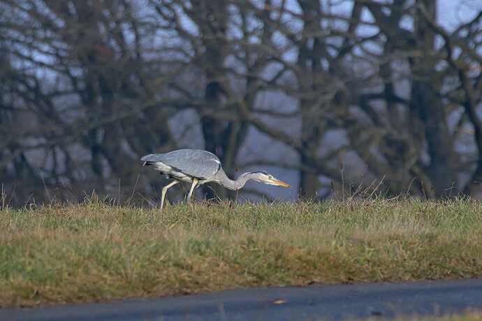 2_KeepingAnEyeOnThePrey