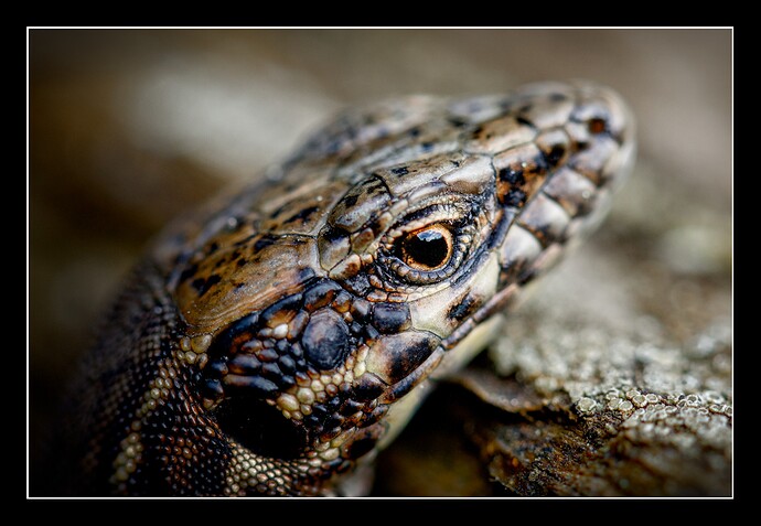 IMG_8494_02