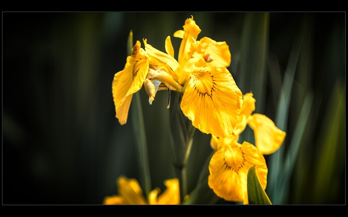 2505_Mai_am_Uemminger_0054_04