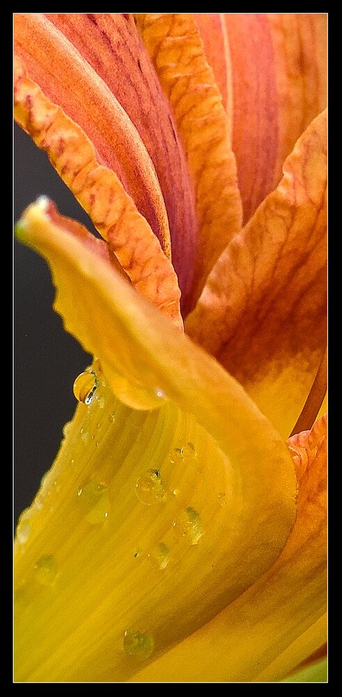 IMG_2875_3