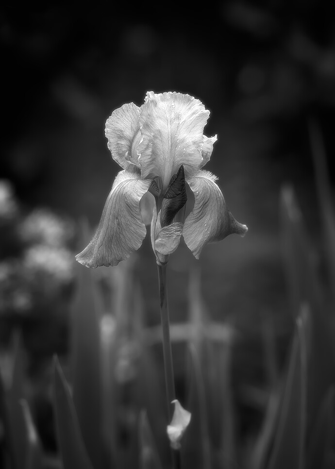 iris.3_01