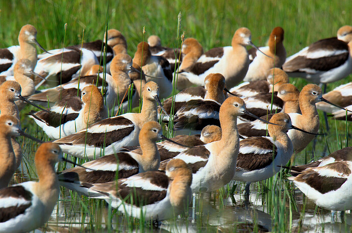 DSC_8957_Avocets.jpg