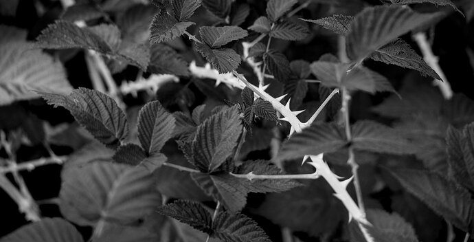 20250823-1437-258_bw