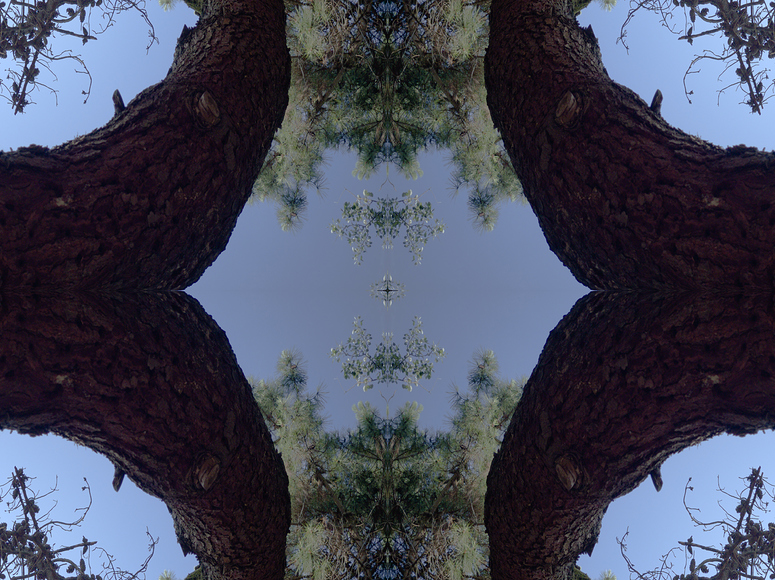 spiral pine tree Play Raw discuss.pixls.us