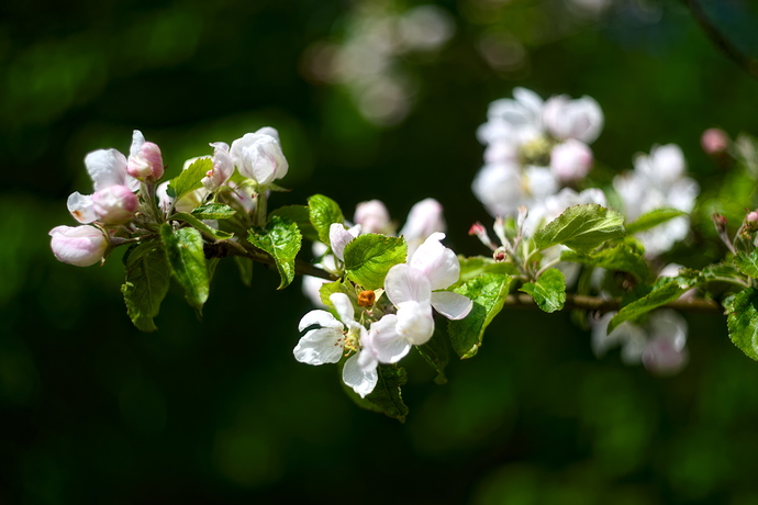Picknick på vår bröllopsdag-0003