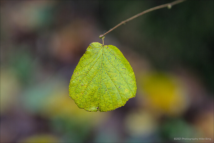 EMG10986-Wandeling_Heiloo-ISO400-dt_01-2021-web