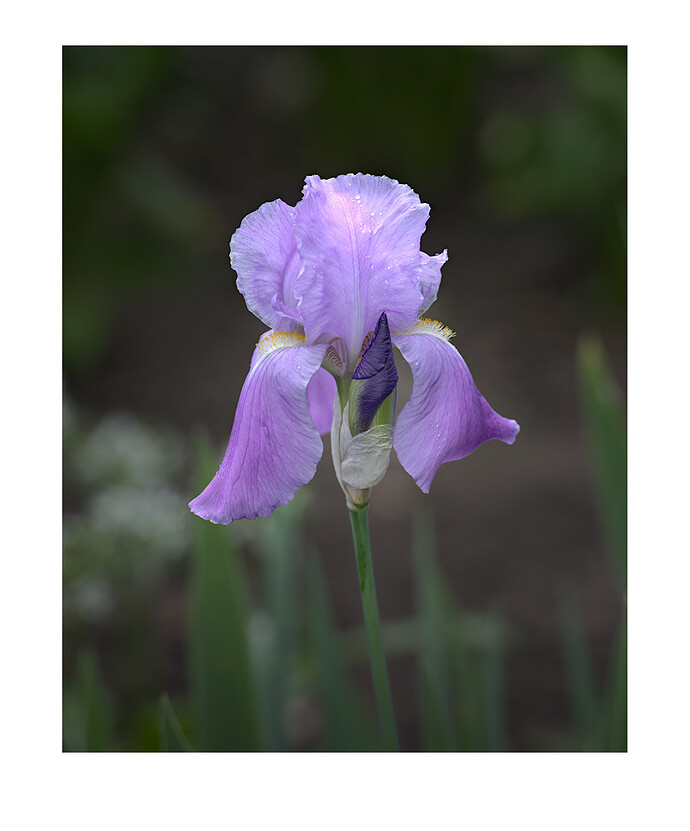 iris.3