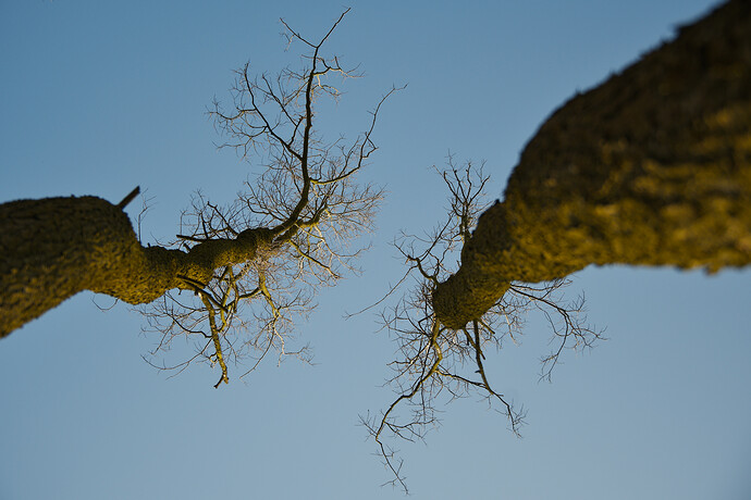 20260304-150607-DSC_0260-0.NEF