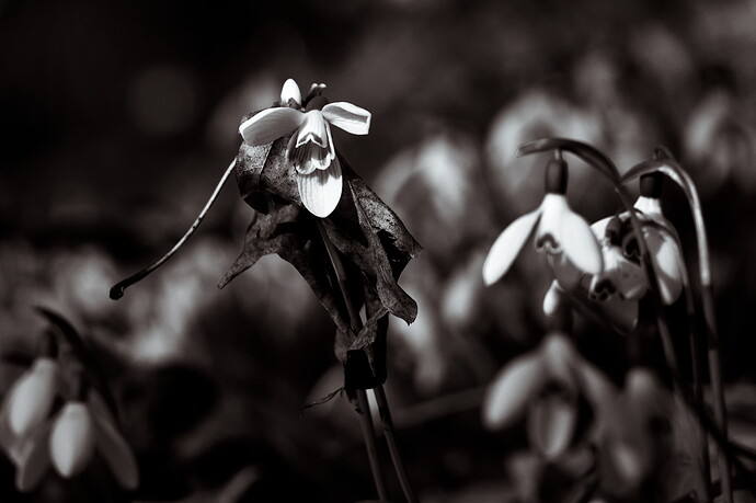 Snowdrop 1