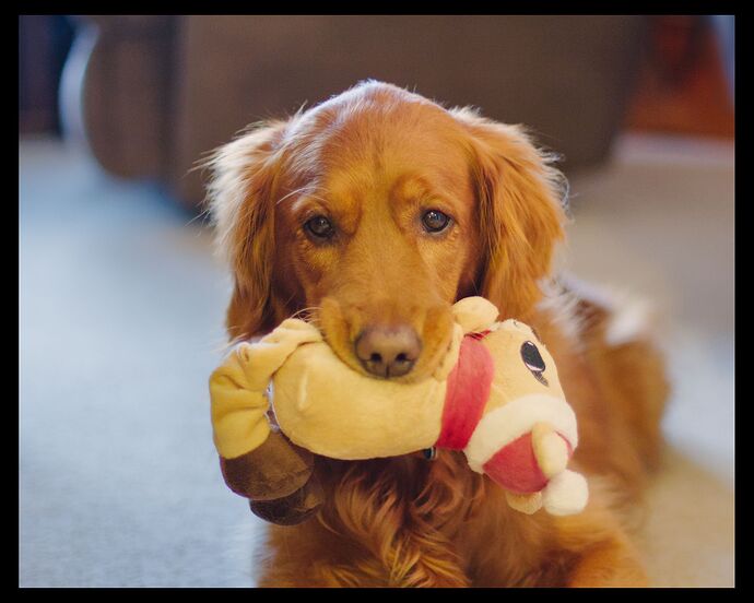 Dog portrait in mixed lighting - 2015-01-22 093429-01
