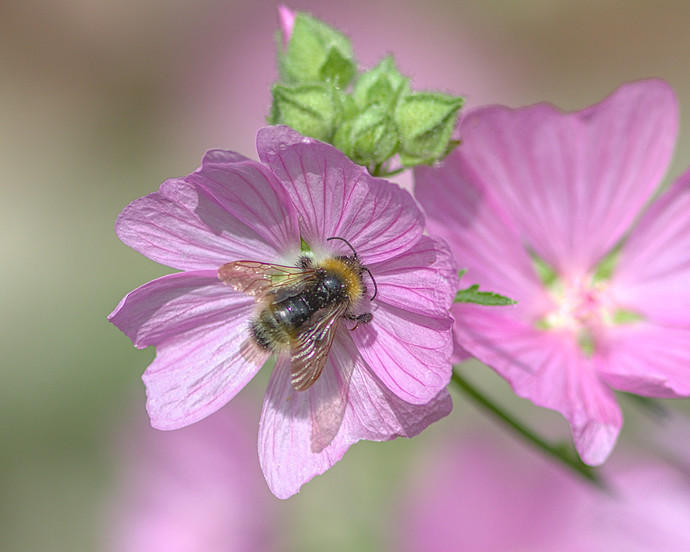 dts.bumblebee.sunlight