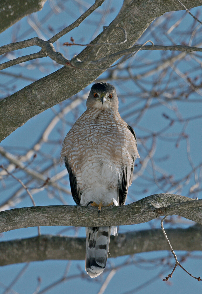 IMG_5406_art_gimp_gmic