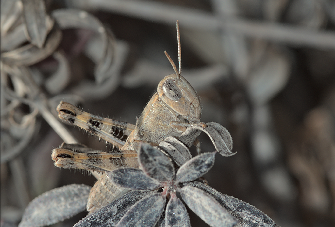 Jpeg saved after 90 deg angle flop