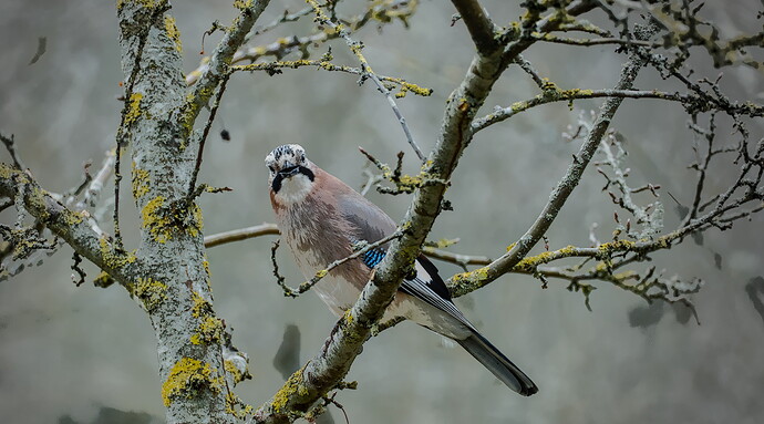 Eurasian Jay - 13-23-00-213-2026.03.08