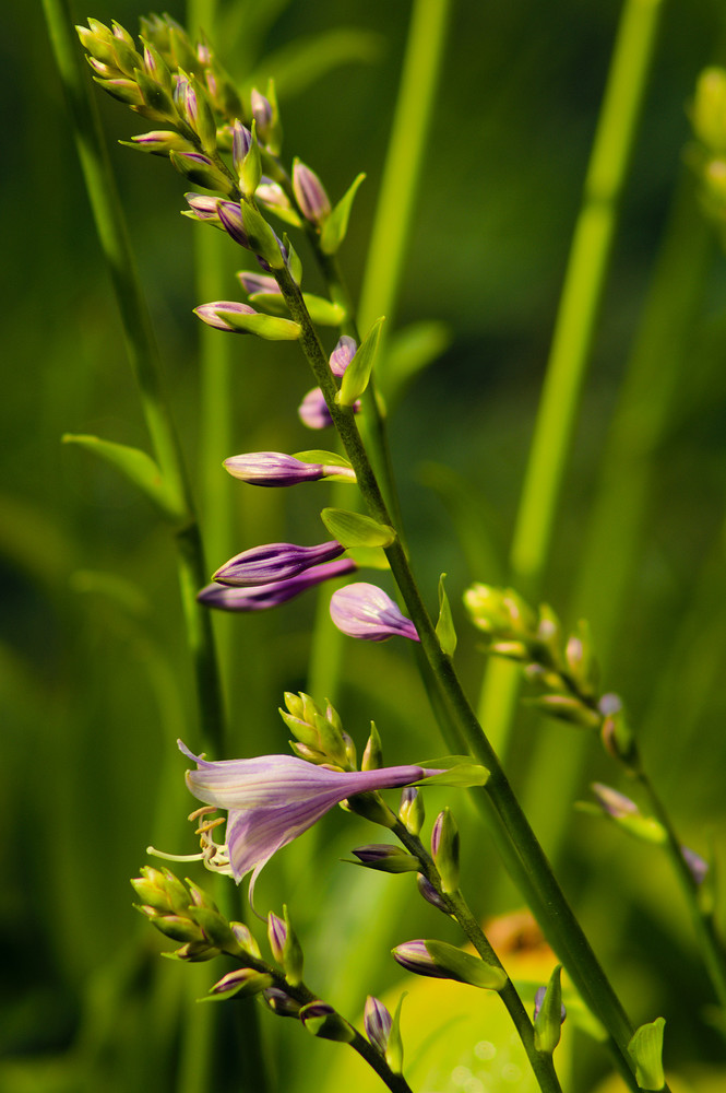 hostas.morning.light