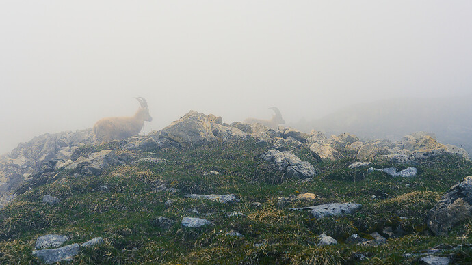 mountain-goats-in-cloud-P5180073