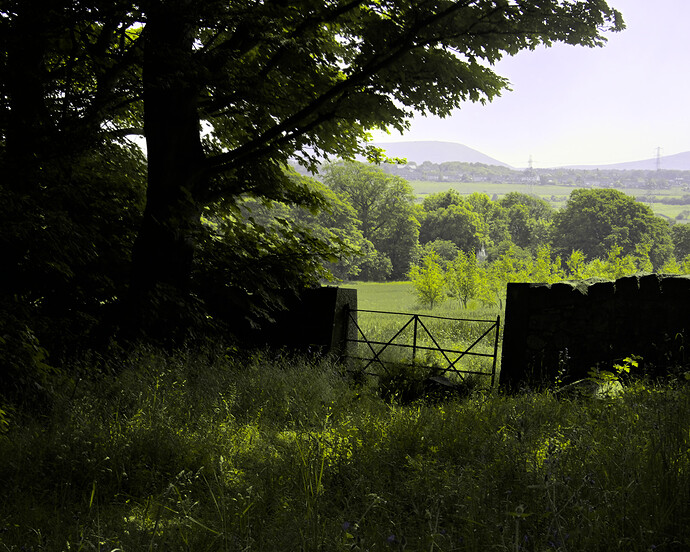 digital-infrared-20230611_0332-4